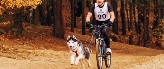 Kako prevažati psa na kolesu: najboljši načini