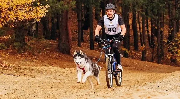 Kako prevažati psa na kolesu: najboljši načini