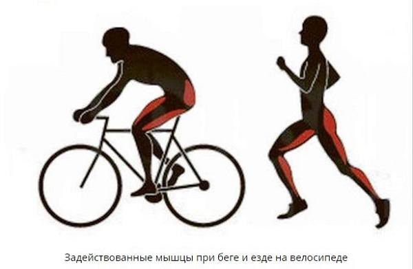 mišice, ki sodelujejo pri teku in kolesarjenju.